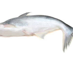 Kandratiekie 500/1000