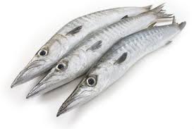 Barracuda 1-2 kilo