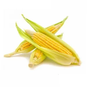 Maïs frais épis