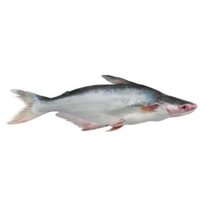 Malangua (panga) entier 500-800gr 3,2kg net surgelé
