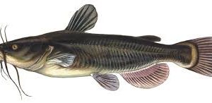 Poisson chat 500/800