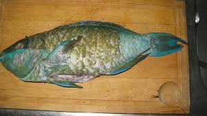 Poisson perroquet 300/500