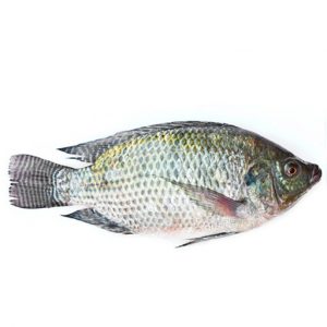 Tilapia entier 600/800 3,2kg net surgelé