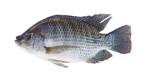 Tilapia entier 600/800