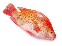 Tilapia rouge