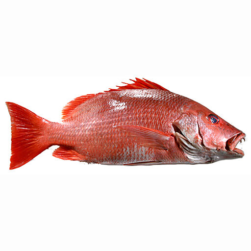 Vivaneau entier 500-1000 10kg net surgelé