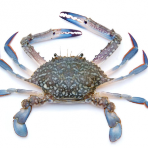 Crabe bleu chinois 12 x 800g