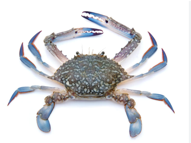 Crabe bleu chinois 12 x 800g